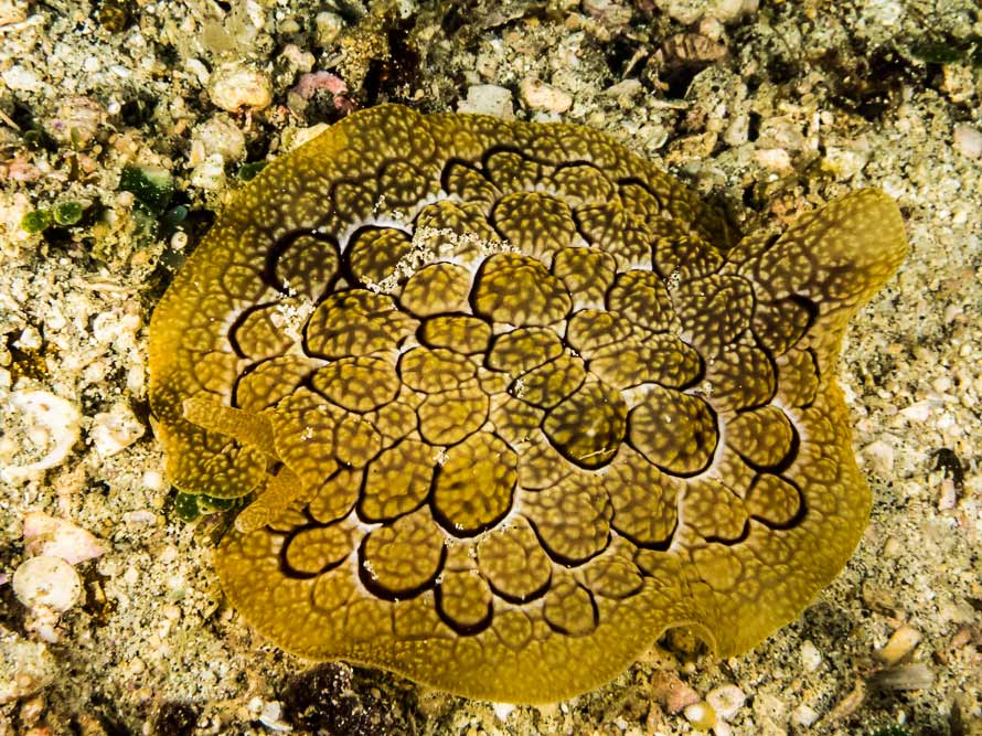 Pleurobranchus forskalii